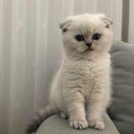 owowo